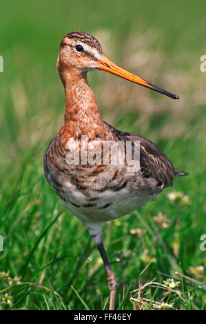 Black-tailed godwit (Limosa limosa) standing on one leg in meadow Stock Photo