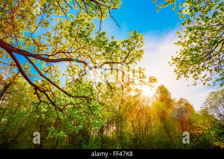 Sun Shining Through Canopy Of Tall Oak Trees. Upper Branches Of Tree. Sunlight Through Green Tree Crown in Spring Season Stock Photo