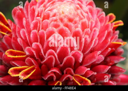 Torch ginger, Etlingera elatior Stock Photo