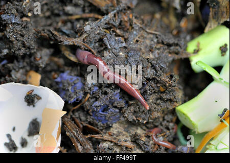 Compost worm or brandling with raw food waste. Stock Photo
