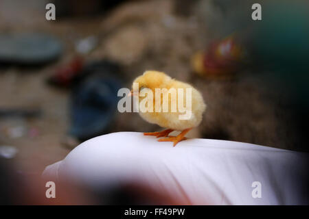 The Sleeping Cuteness Stock Photo