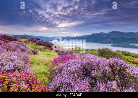 Mawddach Estuary seen from the Panorama Walk above Barmouth, Gwynedd, Wales, United Kingdom, Europe. Stock Photo