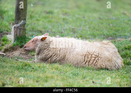 French sheep race Rouge de l'Ouest Stock Photo