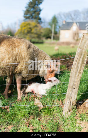 French sheep race Rouge de l'Ouest born lamb Stock Photo