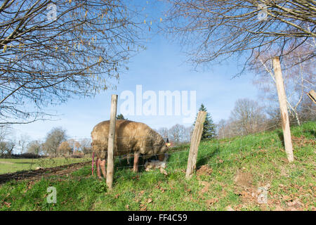 French sheep race Rouge de l'Ouest born lamb Stock Photo