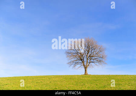 Single bald tree in winter sun on green hill Stock Photo