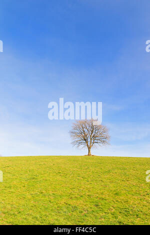 Single bald tree in winter sun on green hill Stock Photo