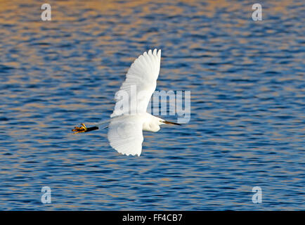 Little Egret (Egretta garzetta) in flight Stock Photo