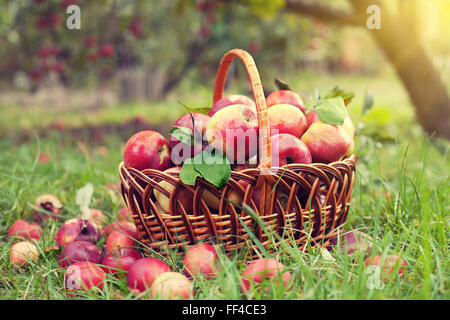 Basket with apples on the grass in the orchard Stock Photo