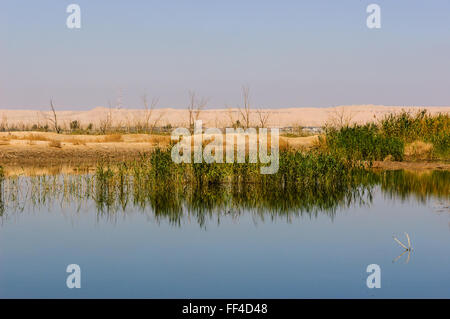 Jahra Pools nature reserve, Kuwait Stock Photo - Alamy