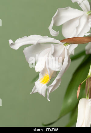 Flowers of Coelogyne cristata orchid, close up shot Stock Photo