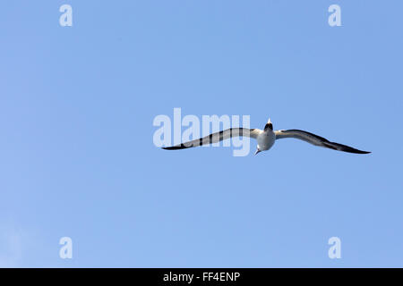 Seagull flying high up in the sky Stock Photo