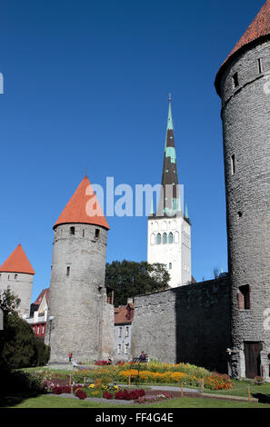 The city walls and towers of the Old Town of Tallinn, Estonia with St Olaf's Cathedral behind. Stock Photo