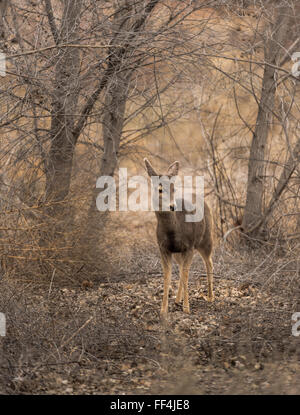 Mule deer doe walking through the woods. Stock Photo