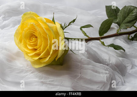 Yellow rose with water droplets - white background Stock Photo