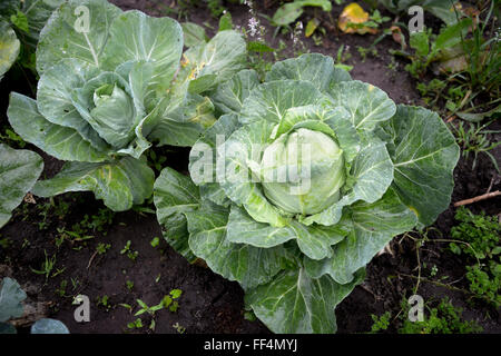 White cabbage (Brassica oleracea convar. Capitata var. Alba) on the field, ecological agriculture, Canguçu, Rio Grande do Sul Stock Photo