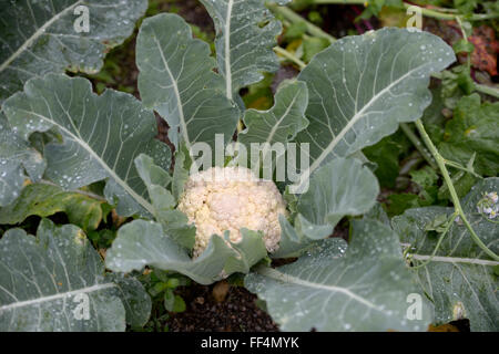 Cauliflower (Brassica oleracea var. Botrytis) on the field, ecological agriculture, Canguçu, Rio Grande do Sul, Brazil Stock Photo