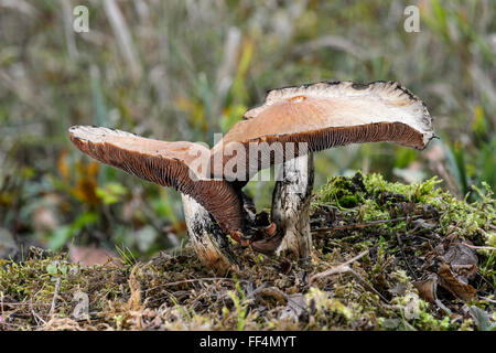 Wood blewit (Lepista nuda), edible, Canton of Geneva, Switzerland Stock Photo