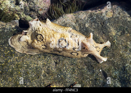 Spotted sea hare (Aplysia dactylomela) in hand, purple coloured ink ...