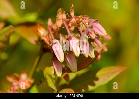 Bog bilberry (Vaccinium uliginosum), flower buds, Goldenstedter Moor Nature Reserve, Lower Saxony, Germany Stock Photo