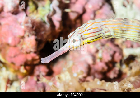Reeftop pipefish, Corythoichthys haematopterus, Moalboal, Tuble, Cebu, Philippines Stock Photo