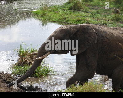 elephant in the local watering hole in Serengeti National park in Tanzania, Africa photo by jen lombardo Stock Photo