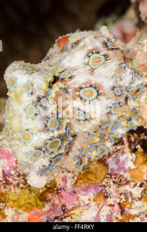 Greater Blue-ringed octopus, Hapalochlaena lunulata, Moalboal, Tuble, Cebu, Philippines Stock Photo