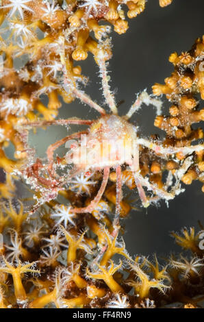 Bull hydroid crab, Naxioides taurus, Moalboal, Tuble, Cebu, Philippines Stock Photo