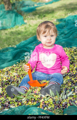One year old baby girl during the seasonal harvest of oil olives, sitting on a pile Stock Photo