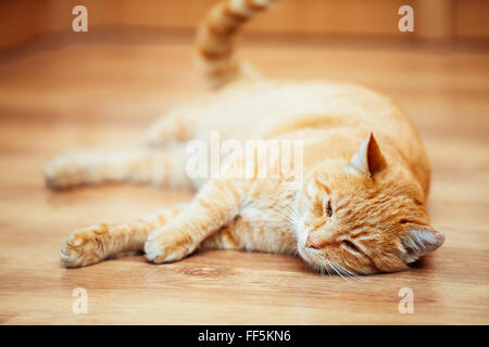 Peaceful Red Cat Kitten Lying On Laminate Floor at Home Stock Photo