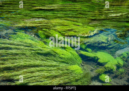 Blue Spring which is located at Te Waihou Walkway,Hamilton New Zealand. Stock Photo