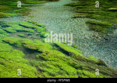 Blue Spring which is located at Te Waihou Walkway,Hamilton New Zealand. Stock Photo