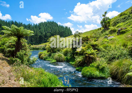 Blue Spring which is located at Te Waihou Walkway,Hamilton New Zealand. Stock Photo