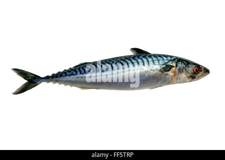 Fresh mackerel fish isolated on white background Stock Photo