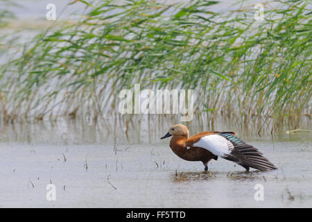 Ruddy shelduck (Tadorna ferruginea) near Manych lake reed. Kalmykia, Russia