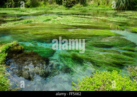 Blue Spring which is located at Te Waihou Walkway,Hamilton New Zealand. Stock Photo