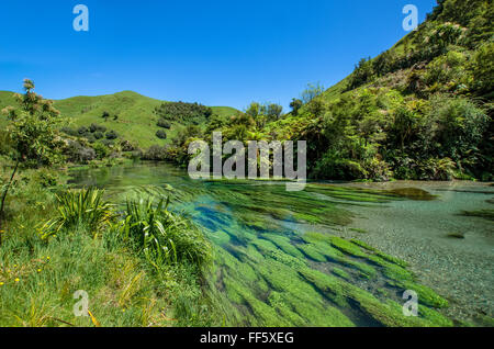 Blue Spring which is located at Te Waihou Walkway,Hamilton New Zealand. Stock Photo