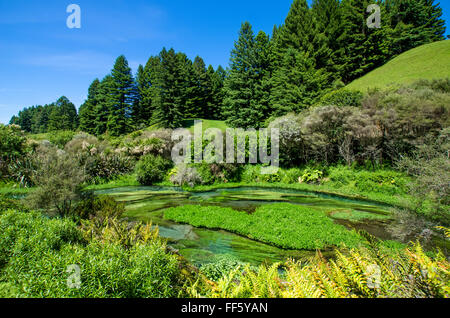 Blue Spring which is located at Te Waihou Walkway,Hamilton New Zealand. Stock Photo