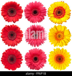 Collection of gerbers, isolated on the white background. Stock Photo