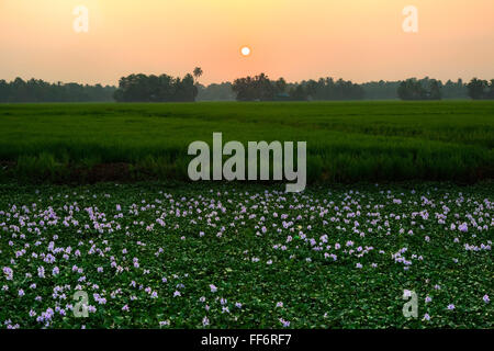 sunset over paddyfields in Alappuzha, Backwaters, Kerala, South India, Asia Stock Photo