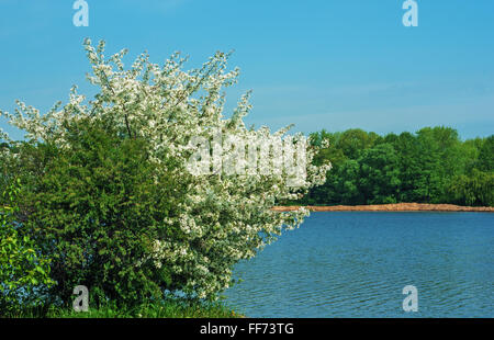 Spring in town park with white flowers on tree. Stock Photo