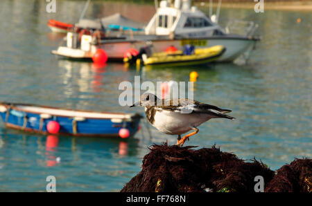 Turnstone on nets over lobster pots in St Ives harbour,Cornwall, UK, Stock Photo