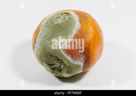 Moldy orange isolated on white background Stock Photo