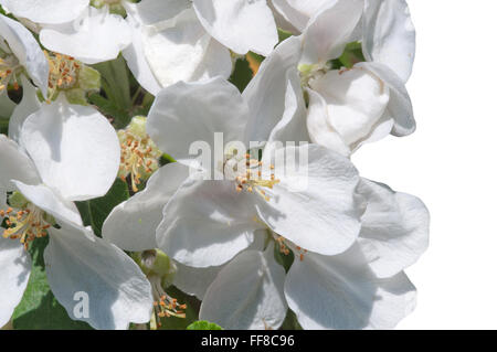 White apple blossom closeup in sunshine. Stock Photo