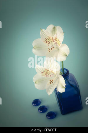 Two Alstroemeria in blue Glass Bottle Stock Photo