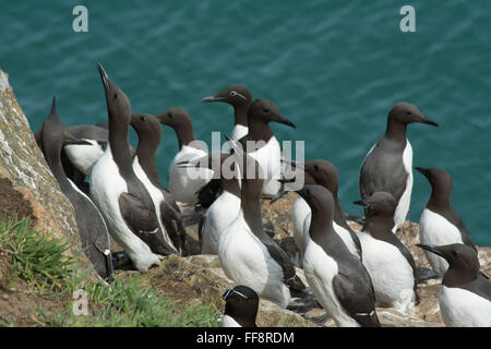 Guillemots (Uria aalge) on cliff on Skomer Island in Pembrokeshire, Wales, UK, during May breeding season Stock Photo