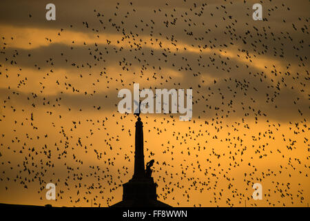 Aberystwyth, Wales, UK. 11th February, 2016.  UK weather: A flock of thousands of tiny starlings fly in huge ‘murmurations’ over  the iconic war memorial as the sun sets over Cardigan Bay  at  Aberystwyth on the west wales coast. Credit:  keith morris/Alamy Live News Stock Photo