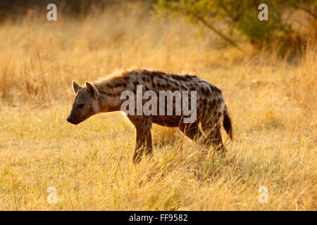 Spotted or Laughing Hyenas are African predators also scavengers eating anything available including dead elephants Stock Photo