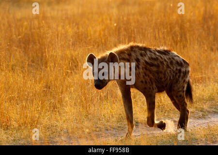 Spotted or Laughing Hyenas are African predators also scavengers eating anything available including dead elephants Stock Photo