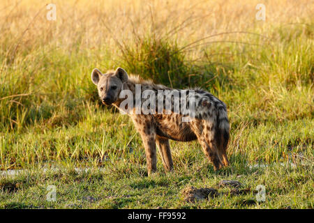 Spotted or Laughing Hyenas are African predators also scavengers eating anything available including dead elephants Stock Photo